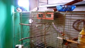 Специальная лампа Trixie для птиц. Освещение моих попугаев.