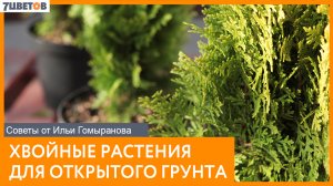 Хвойные растения для открытого грунта | Советы от Ильи Гомыранова