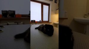 Остеохондродистрофия британские и шотландские породы кошек наросты на лапах сколько живут лечение