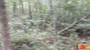 Дима с черничного хутора заманивает нас стать его соседями на хуторе. ДУБ-ВЕЛИКАН прямо на участке