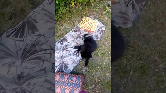 Знакомство с Шариком . смотреть онлайн