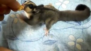 Sugar Glider  - Animals are very cute sugar glider