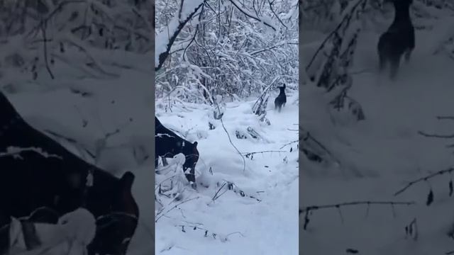 Прогулки важны смотреть онлайн