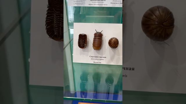 Музей Сахалина смотреть онлайн