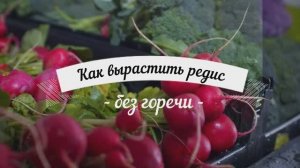 Как вырастить редис без горечи.