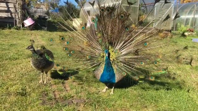 Павлин в линьке , танцы павлина перед павой смотреть онлайн