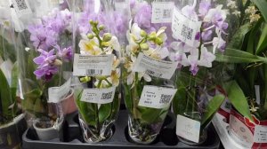 Цветочная база CENTRAL FLO