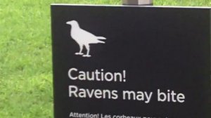 Beefeater feeding the ravens at the Tower of London - April 20, 2012
