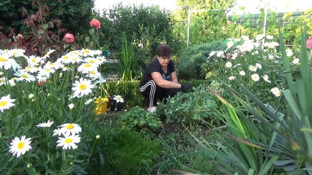 Аквилегия отцветает Как я за ней ухаживаю смотреть онлайн