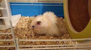 НАПОЛНИТЕЛЬ ДЛЯ ХОМЯКА