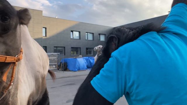 Шимпанзе Боня кормит верблюда | Дан Запашный в Омском цирке смотреть онлайн