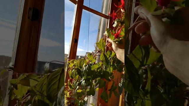 Цветения простой и махровой фуксии. смотреть онлайн