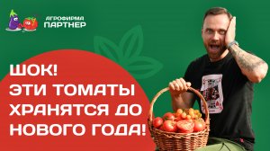 Такое бывает! Эти томаты вкусные и хранятся до Нового года!