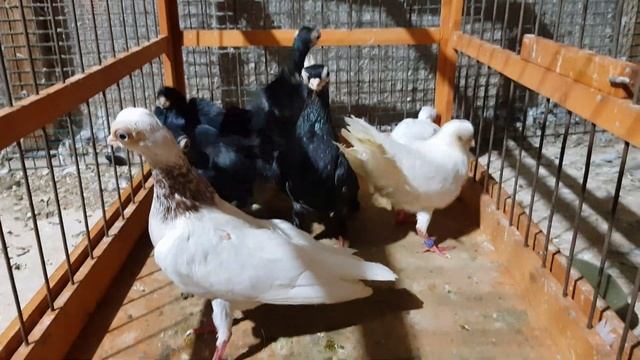 Голуби ,порода Венгерский Турман смотреть онлайн