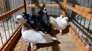 Голуби ,порода Венгерский Турман