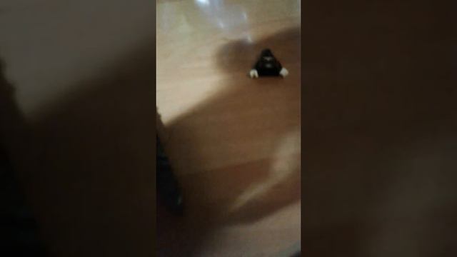 Мультфильм CS.GO смотреть онлайн