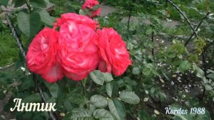 Плетистые розы с названиями сортов. Сезон 2021 год.