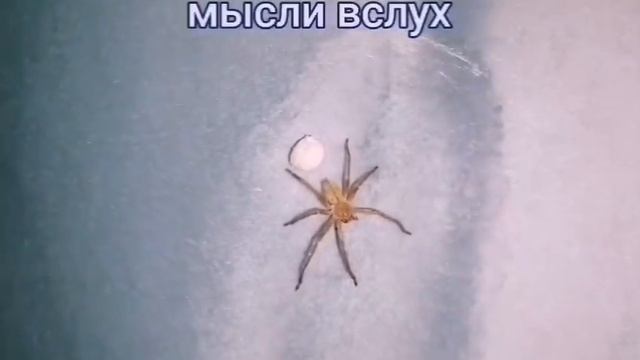 Севка Ад.Телефонная дочь истерит.Тосты хорошие были,так выполняйте!Встречала таких в жизни. смотреть онлайн