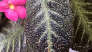 Plant vlog/episode 2/flam violet/episcia verities/care