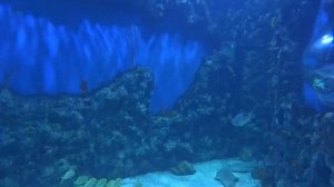 Дайвинг в Океанариуме Крокус Сити