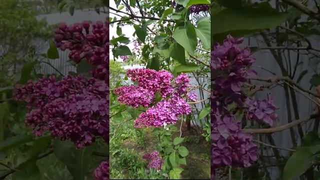 Подарок от соседке.Сирень Турецкая. В цвету.