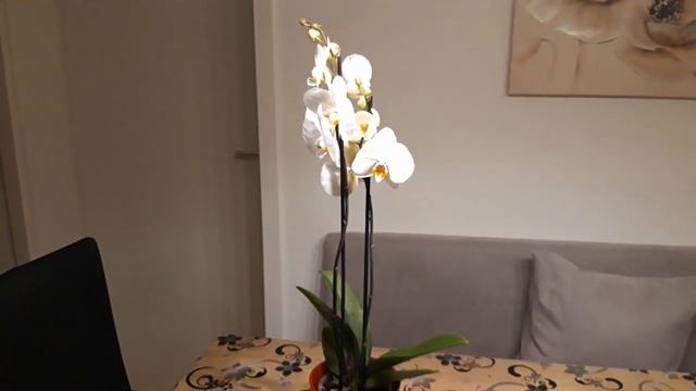 Подарки от детей на день рождения смотреть онлайн