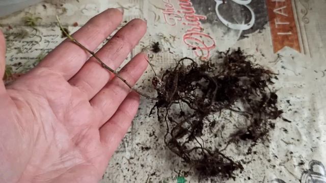 Реанимирую растения ? Сажаю в сфагнум смотреть онлайн