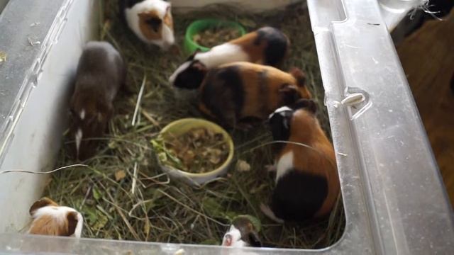 Радость морских свинок, выражаемая прыжками и беготней. По-английски "попкорниг". (1) смотреть онлайн