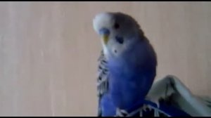 Говорящий волнистый попугай хороший мальчик юмор