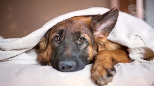 Ввязавшись в собачью драку, девушка не могла знать, как круто это изменит линию её судьбы... смотреть онлайн