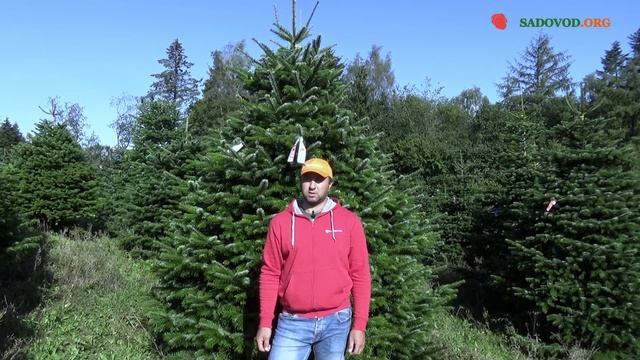 Сорта пихты Нордмана