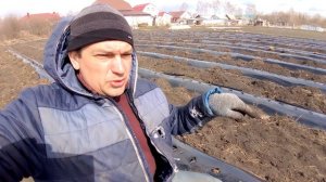 Почему нужно сажать клубнику в одну строчку. Эффективные технологии.