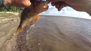 Рыбалка на Оби, окунь и щука на джиг.