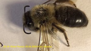 Как Отличить Медоносных  Пчел от Одиночных Земляных Пчел?