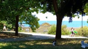 Лев готовится к прыжку!