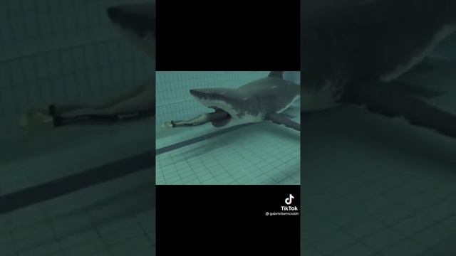 акула съела человека