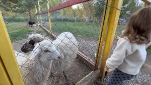 Лея и барашки