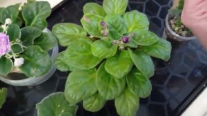 Как размножить филку из листа сразу в цветок. Раскрываю свои секреты. Метод "фирменный".