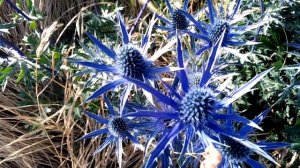 Deep Blue Purple Thistle-like Flowers