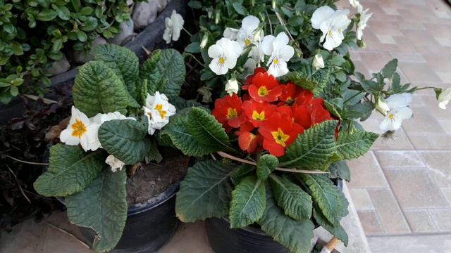 1st Vlog || Lahore Garden- Different Flowers - Amazing Nature || Beautiful blooming flower time смотреть онлайн