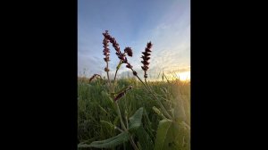 Практика в самый мощный энергетический день АКШАЯ ТРИТЬЯ