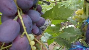 виноград Эверест на 15.08.21г.