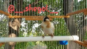 Черноголовый щегол. Пение