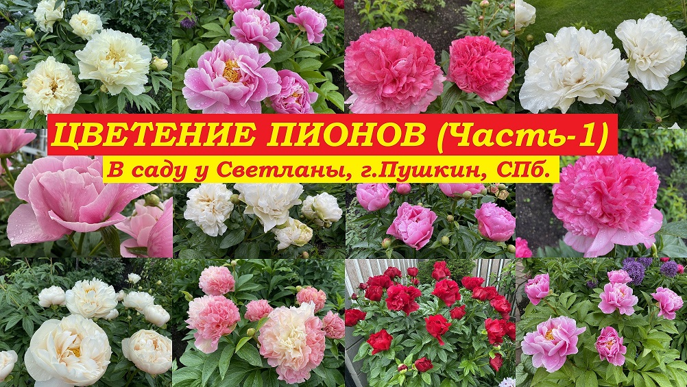 Цветение пионов.Часть-1 (В саду у Светланы, г.Пушкин, СПб.)