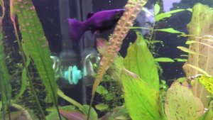 Криптокорина апоногетонолистная(Cryptocoryne aponogetifolia)