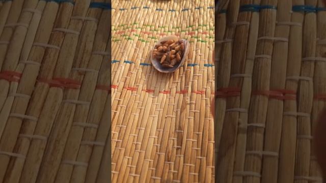 Чудо природы. Ракушки из Черного моря. Крым 2021 смотреть онлайн