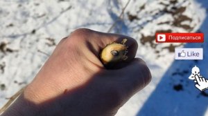 СТЕКЛЯННИЦА НА СМОРОДИНЕ