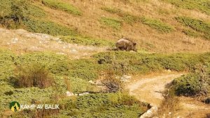 DEV AZILI YABAN DOMUZU AVI- MUHTEŞEM ANLAR / GIANT MONSTER WILD BOAR HUNTING - HOG HUNT, PIG HUNTS