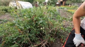 ?Купили дачу 25 серия ✅Решили всё поменять., ✅Так дальше не может продолжаться ??♀️...