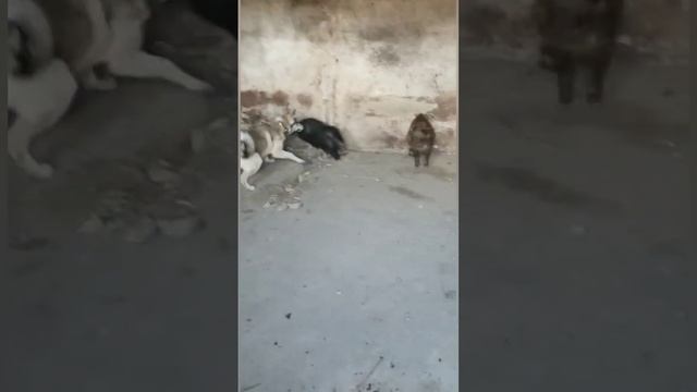 Притравка 4 месячного щенка ягдтерьера и лайки по кабану. Jagdterrier смотреть онлайн